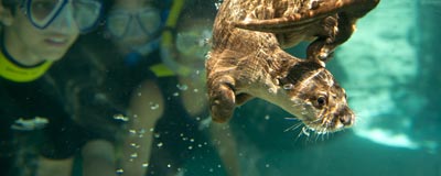 See otters at Freshwater Oasis