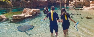 Swim with rays at Discovery Cove Orlando