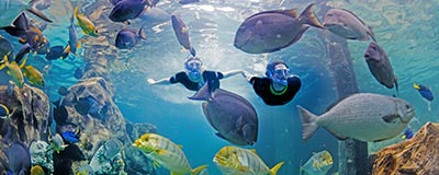 Snorkle in The Grand Reef at Discovery Cove Orlando