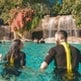 Swim with rays at Discovery Cove Orlando