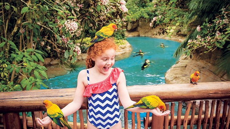 Feed birds in the Explorer's Aviary at Discovery Cove Orlando