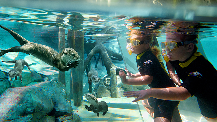 Snorkeling around the Freshwater Oasis at Discovery Cove Orlando