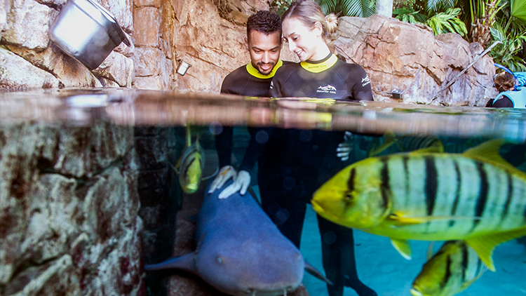 Swim with Sharks at Discovery Cove Orlando