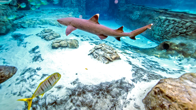 Swim with Sharks at Discovery Cove Orlando