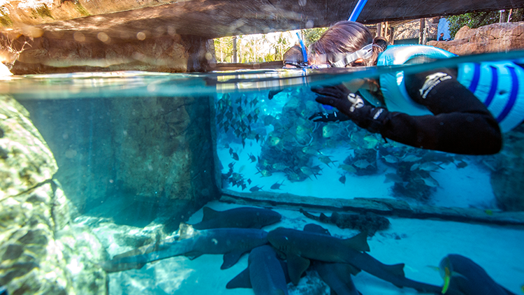 Swim with Sharks at Discovery Cove Orlando