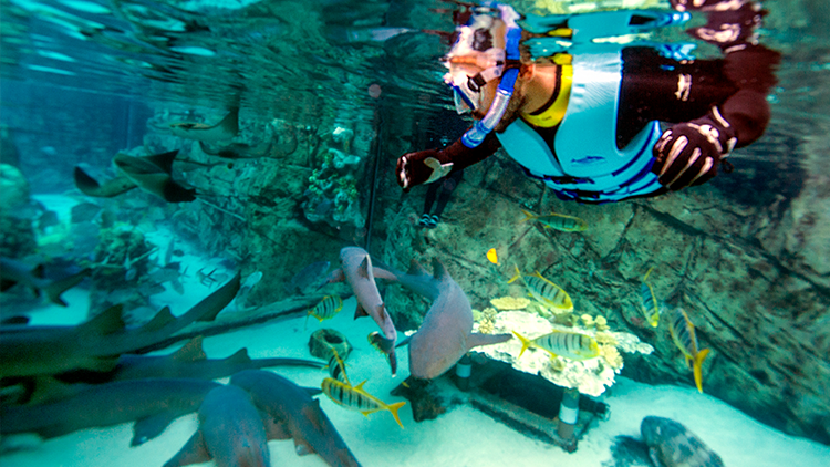 Swim with Sharks at Discovery Cove Orlando
