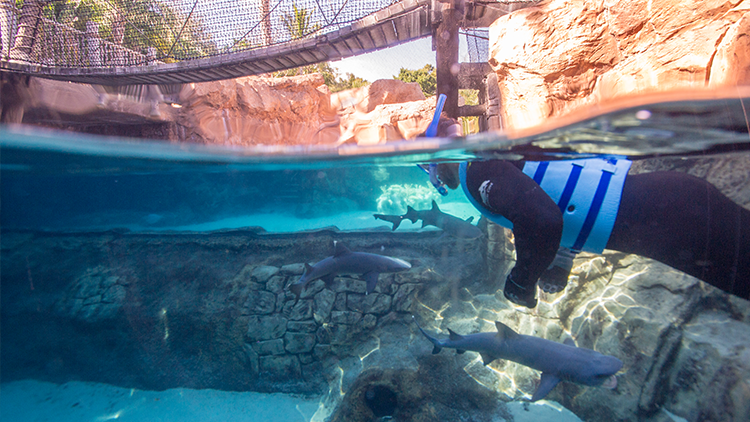 Swim with Sharks at Discovery Cove Orlando