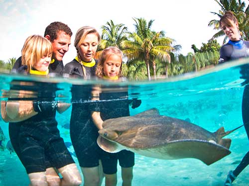 Feed incredible rays at Discovery Cove.
