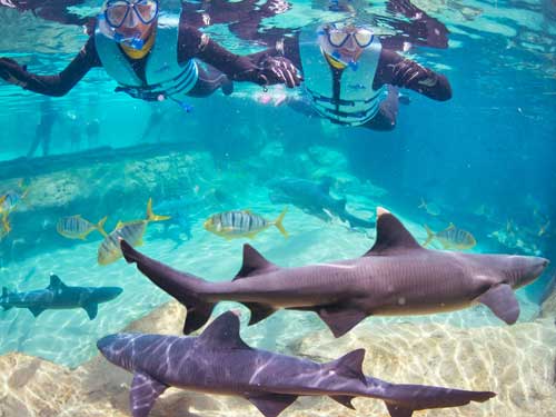 Swim with sharks at Discovery Cove.