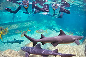Snorkel with sharks at Discovery Cove Orlando