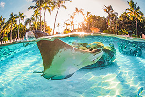 Swim with rays in The Grand Reef at Discovery Cove