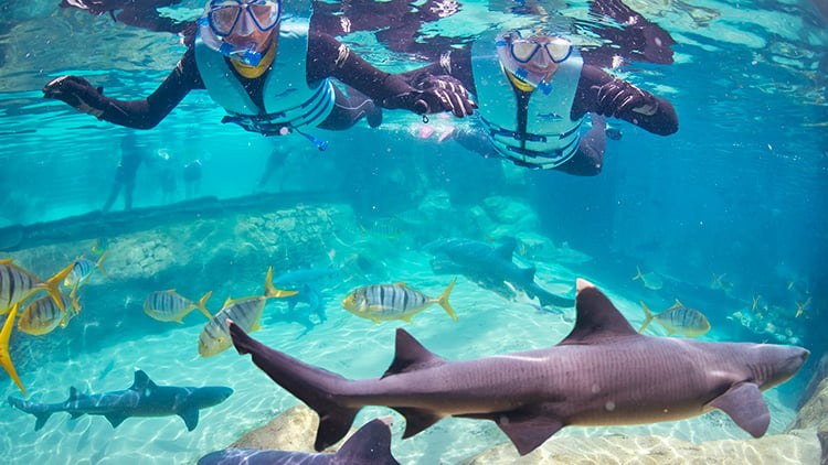 Swim with sharks at Discovery Cove Orlando