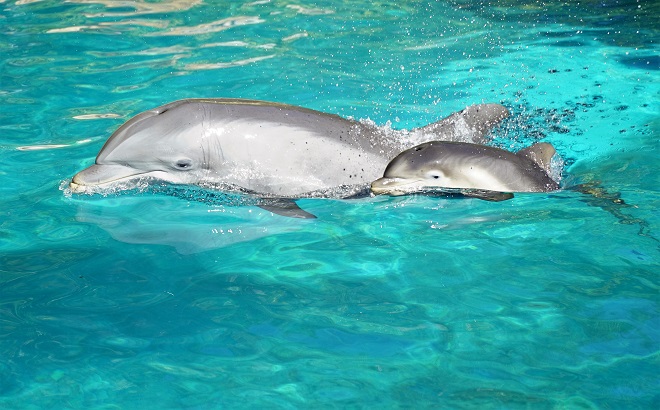 Dolphin Calf and Mom