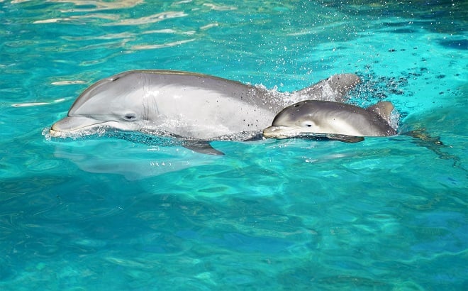 Dolphin Calf and Mom