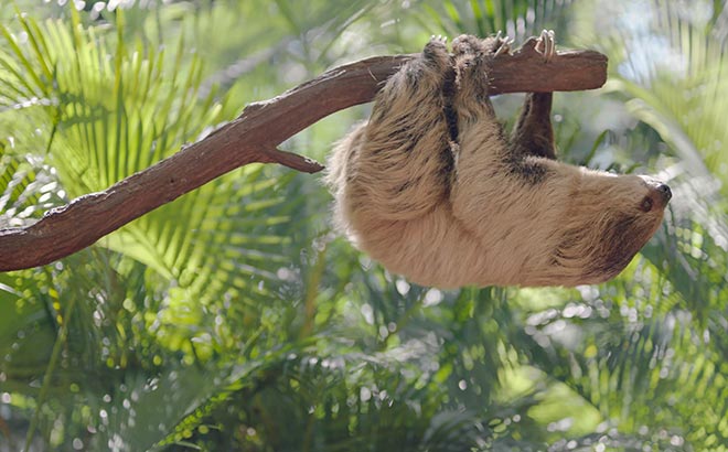Sloth at the Discovery Cove Animal Encounter Tour