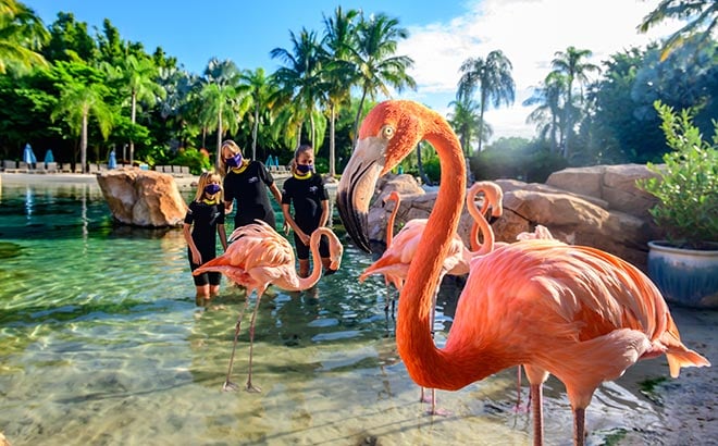 Flamingo Mingle experience at Discovery Cove Orlando