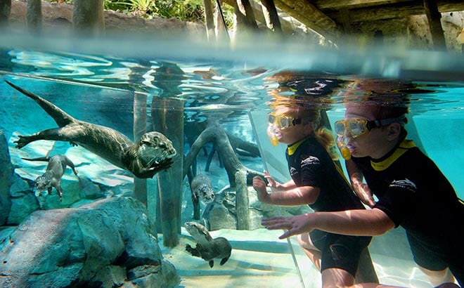Otter Underwater Viewing at Discovery Cove Orlando