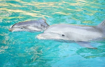 Dolphin and Calf 