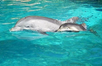 Dolphin Calf 