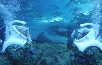 Discovery Cove Celebrates the US Navy Birthday with a Underwater Reenlistment Ceremony