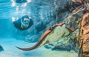 Swim in The Grand Reef at Discovery Cove Orlando