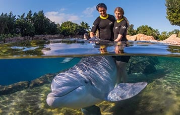 Couple at a dolphin swim in Discovery Cove Orlando