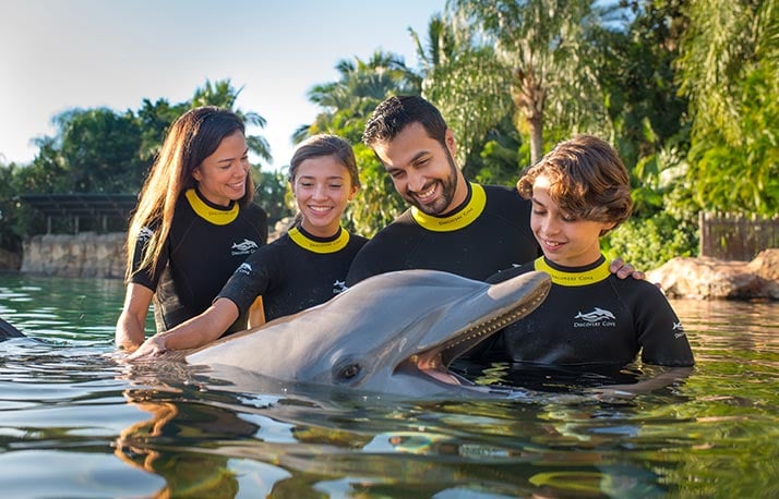 Dolphin Swim at Discovery Cove Orlando
